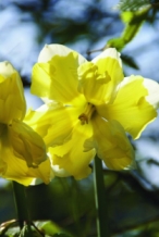 Narcis Cassata
